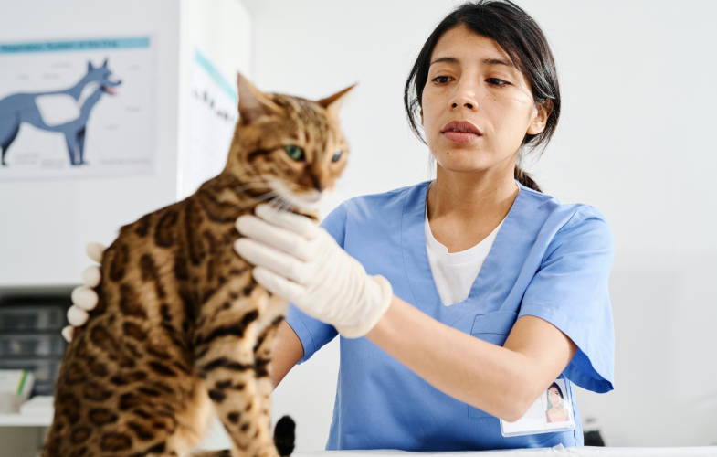 Veterinary Medicine